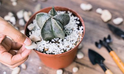 Las plantas más poderosas según el Feng Shui para atraer la prosperidad