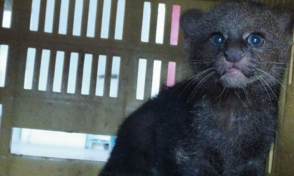 Un jaguarundi que fue rescatado en Alejandría ya está en su hábitat natural