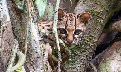 Biodiversidad, clave para nuestro bienestar