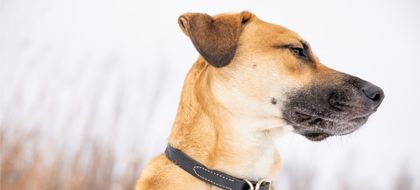 Imagen de  Nueva ley prohibió estos collares para las mascotas