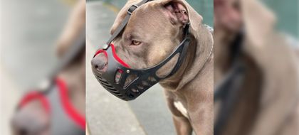 Imagen de  Estas son las razas de perros que deben ir con bozal por ley. ¿A qué sanciones se expone si no se lo pone?