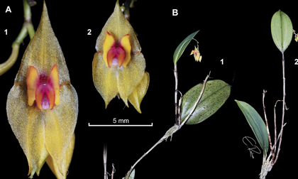 Descubren nueva especie de orquídea