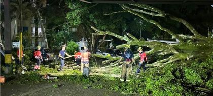Imagen de  Por desplomes, autoridades han talado más de 90 árboles en menos de un mes en Medellín