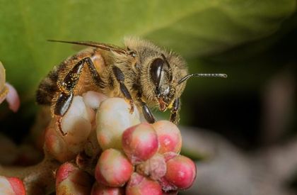 Imagen de El tamaño importa: las abejas bailan mejor cuanto más público tienen