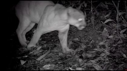 Imagen de  “Sería el mejor registro de un puma en Colombia”: expertos tras avistamiento en El Peñol
