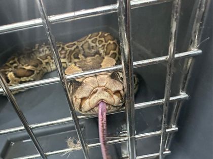 Imagen de  Coqueta, la enorme pitón que vivía como mascota de un hombre, fue entregada a las autoridades