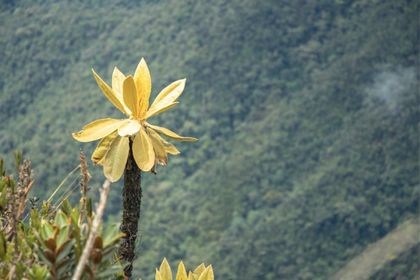 Imagen de  Comisión de Cornare y Corpocaldas promoverá conservación del Complejo de Páramos Sonsón