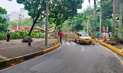 Un árbol cayó sobre un taxi en el puente del Gato de Tejada: estos fueron los daños y las medidas anunciadas
