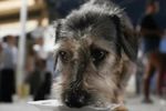 Imagen de Samaritanos reparten alimentos a animales de zona golpeada por la inseguridad y el crimen organizado en la ciudad colombiana de Cali
