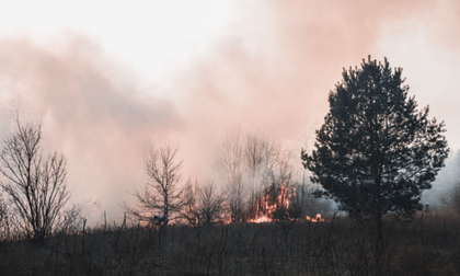Incendios forestales durante el embarazo aumentan el riesgo de bajo peso y parto prematuro