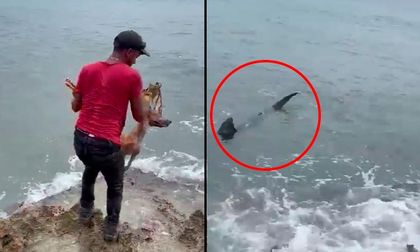 Sujeto lanzó un perro en San Andrés al mar para saciar a los tiburones de la isla