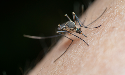 Cómo defendernos de los mosquitos: qué funciona y qué no contra la plaga veraniega