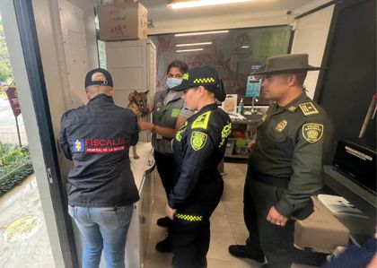 Imagen de  Puma que vivía en cautiverio en Guatapé fue rescatado por la Policía ambiental