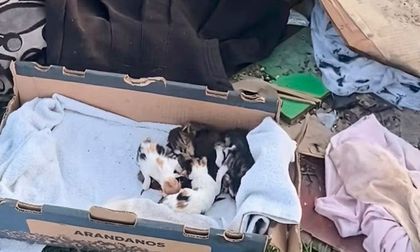 El Gato Escobar: la historia del rescatista que responde llamados para ayudar a perros y gatos abandonados