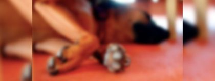 Imagen de  En medio de una pelea, hombre apuñaló al perro de sus vecinos en Guarne