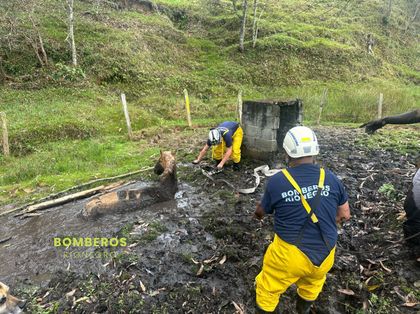 Imagen de Dos equinos que habían caído a un lodo fueron rescatados por el Cuerpo de Bomberos de Rionegro