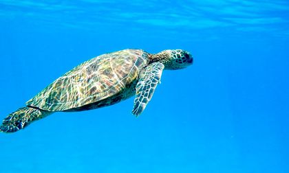 Llamado a proteger tortugas marinas