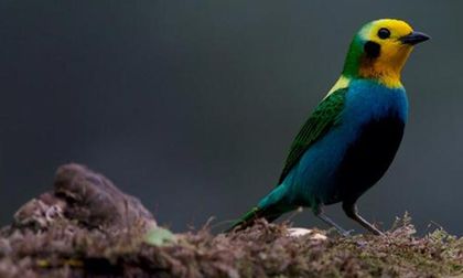 Colombia busca que aves sean orgullo nacional