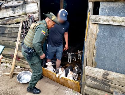 Imagen de  Tras la muerte de 18 perritos, criadero canino de Rionegro fue suspendido temporalmente