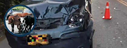 Imagen de  ¿Quién responde cuando hay un accidente en la vía con un semoviente?