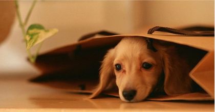 Imagen de  ¡Quemar pólvora es matar un animal!