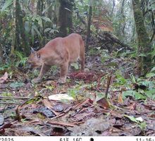 Cámaras trampa captan pumas, venados y otras especies