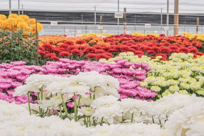Imagen de  Floricultores del Oriente se preparan para las exportaciones del Día de la Madre