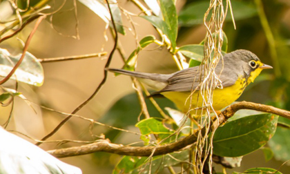 Aves migratorias tienen su guía