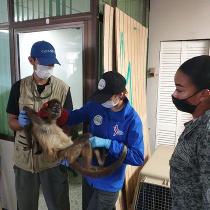 Imagen de Expertos de Cornare avanzan en la recuperación de la fauna de San Andrés y Providencia