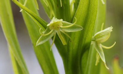 Uno de los primeros créditos de biodiversidad en el mundo