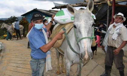 Campesinos desplazados que retornaron a Alejandría fortalecen su producción agrícola
