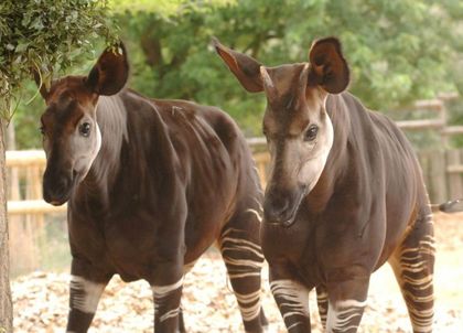 Imagen de  Tres mil expertos estudian cómo regular el comercio legal de 250 especies en peligro