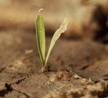 Alta probabilidad de El Niño enciende alertas en Colombia