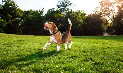 ¿Cuántas veces al día se debe sacar a pasear a un perro?