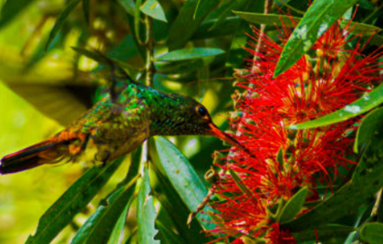 Imagen de  La Contraloría Municipal anunció el ganador del Reto Rionegro MegaDiverso
