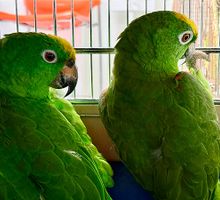Cinco aves silvestres permanecieron hasta 16 años en cautiverio: ahora inicia su rehabilitación para volver al hábitat natural