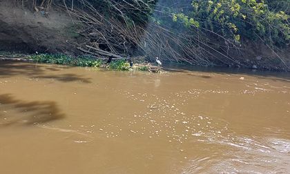 Avanza recuperación del río Cauca