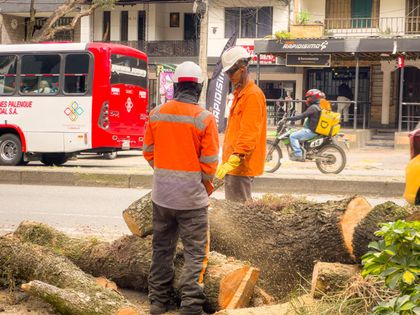 Imagen de Medellín ya intervino 347 árboles con alto riesgo de caída