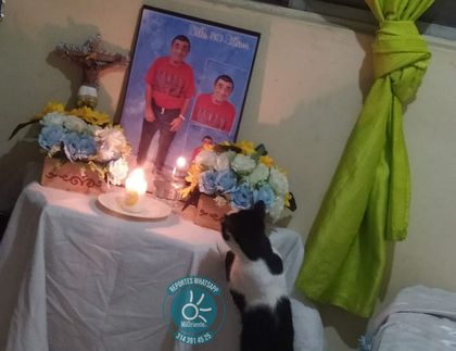 Imagen de  Lucky y Diosdado: la dura despedida entre un gato y su dueño en Medellín
