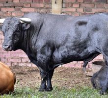 Paispamba y una terna de lujo para abrir la feria taurina de la libertad