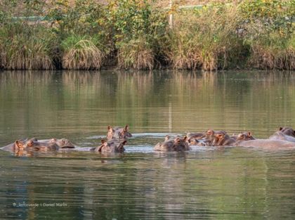 Imagen de Vantara busca acoger a los hipopótamos de Escobar en India