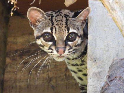 Imagen de  Liberaron en su hábitat a un margay recuperado tras caer de una vivienda donde estaba en cautiverio en Bello