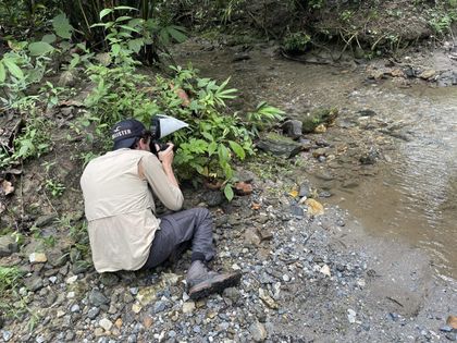 Imagen de Se está construyendo la primera guía de mariposas del Oriente