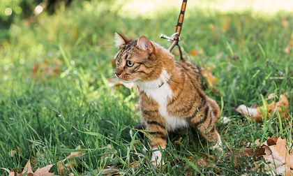 ¿Se puede pasear un gato con correa? Conoce la respuesta