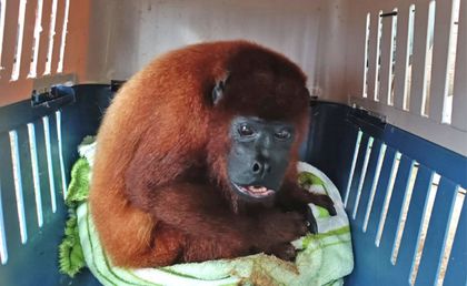 Imagen de Rescatan mono aullador que se encontraba en cautiverio en San Rafael