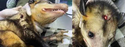 Imagen de  ¡Indignante! Zarigüeya con cuatro crías fue herida en Cocorná