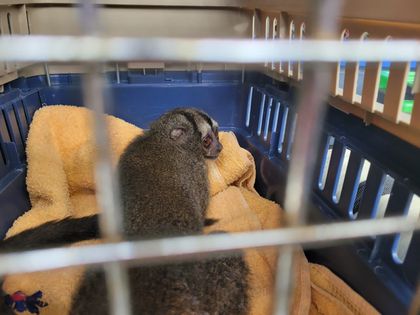 Imagen de Autoridades rescatan a una marteja y un loro que estaban en cautiverio en Marinilla