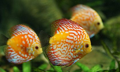 Los efectos físicos y emocionales de tener peces en casa