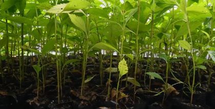 Imagen de Once especies de flora están en alta amenaza de extinción en Antioquia, la mayoría por deforestación  