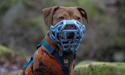 Piden cumplir normas por ataque de perro en Palmira